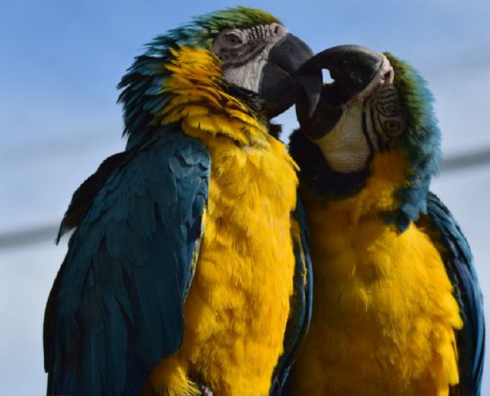 Guatika, el refugio boyacense para animales víctimas del hombre Guatika, el refugio boyacense para animales víctimas del hombre