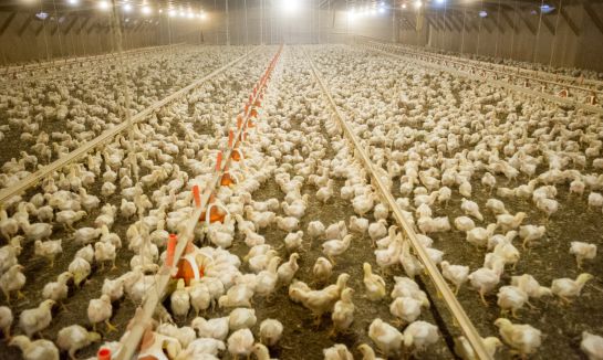 pollos, cerdos, ganado lechero, peces: El suministro de proteína animal está garantizado, dicen expertos pollos, cerdos, ganado lechero, peces: El suministro de proteína animal está garantizado, dicen expertos