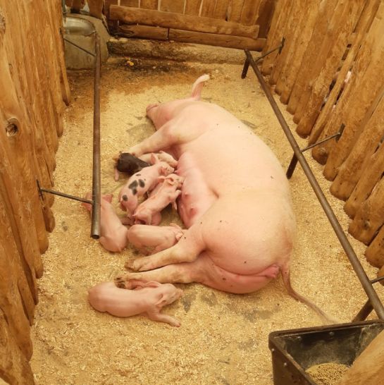 care4pig Bayer: Cuidando nuestros cerdos, concurso por el bienestar animal care4pig Bayer: Cuidando nuestros cerdos, concurso por el bienestar animal