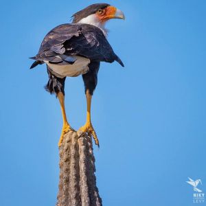 Caracara moñudo/Crested caracara/Caracara cheriway Caracara moñudo/Crested caracara/Caracara cheriway