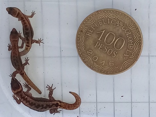 Lepidoblepharis miyatai: Encuentran el lagarto más pequeño del mundo en Colombia Lepidoblepharis miyatai: Encuentran el lagarto más pequeño del mundo en Colombia
