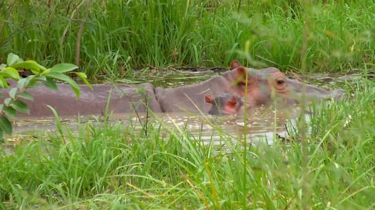 Cuidado de la fauna: Respeto y precaución por los hipopótamos Cuidado de la fauna: Respeto y precaución por los hipopótamos