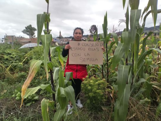 Aranceles cero para maíz, sorgo, soya: Fortalecer la producción local de alimentos pide el Grupo Semillas Aranceles cero para maíz, sorgo, soya: Fortalecer la producción local de alimentos pide el Grupo Semillas