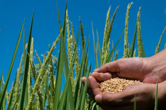 Apicultura. Medio Ambiente: Abejas y cultivos de arroz en Córdoba, ejemplo de protección ambiental Apicultura. Medio Ambiente: Abejas y cultivos de arroz en Córdoba, ejemplo de protección ambiental