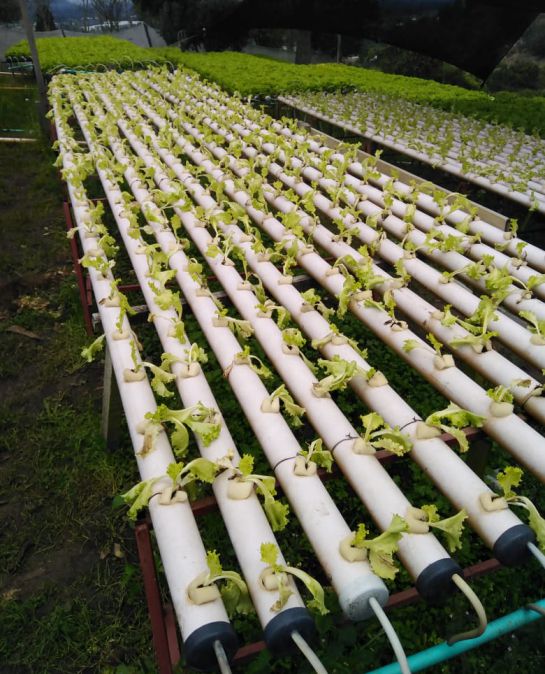 Lechugas, cultuivos hidropónicos: Así se cultivan las lechugas hidropónicas Lechugas, cultuivos hidropónicos: Así se cultivan las lechugas hidropónicas