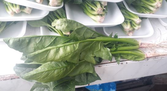 Espinacas Espinacas