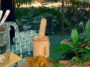 Plantas medicinales que se pueden sembrar en casa Plantas medicinales que se pueden sembrar en casa