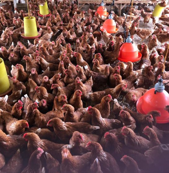 Consumo y precios huevos colombia: ¿Más huevo y menos pollo se consumen en la cuarentena? Consumo y precios huevos colombia: ¿Más huevo y menos pollo se consumen en la cuarentena?
