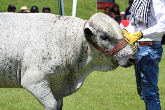 Ganado BON Ganado BON
