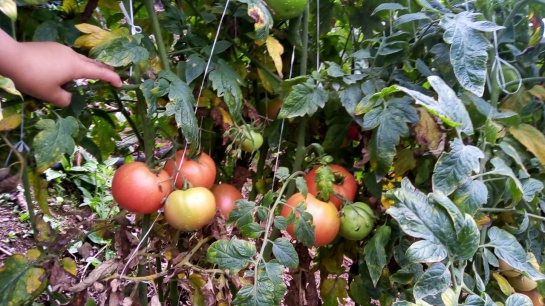 Cultivos lechuga Cesar pérdidas: Se nos perdieron los cultivos de lechuga: campesino del Cesar Cultivos lechuga Cesar pérdidas: Se nos perdieron los cultivos de lechuga: campesino del Cesar