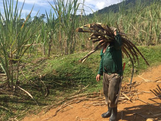 Agro ante coronavirus, futuro agricultura: ¿Cómo será el trabajo en el campo después de la pandemia? Agro ante coronavirus, futuro agricultura: ¿Cómo será el trabajo en el campo después de la pandemia?