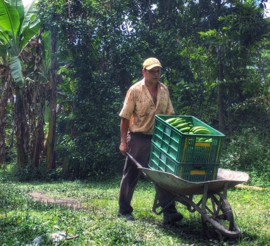 Bananos producidos en el Tolima Bananos producidos en el Tolima