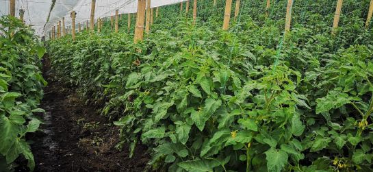 Innoagro del Pacífico Alimentos, emprendimiento: El tomate de variedad San Marzano y sus cultivos en Colombia Innoagro del Pacífico Alimentos, emprendimiento: El tomate de variedad San Marzano y sus cultivos en Colombia