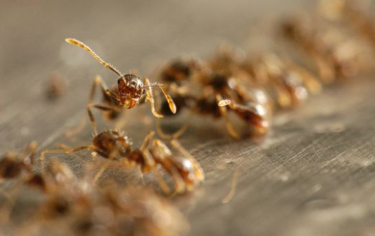 Hormigas y agro insectos en el campo: ¿Las hormigas son benéficas o dañinas para la agricultura? Hormigas y agro insectos en el campo: ¿Las hormigas son benéficas o dañinas para la agricultura?