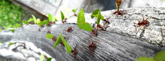 Hormigas y agro insectos en el campo: ¿Las hormigas son benéficas o dañinas para la agricultura? Hormigas y agro insectos en el campo: ¿Las hormigas son benéficas o dañinas para la agricultura?