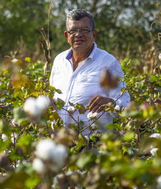 En cultivo de algodón En cultivo de algodón
