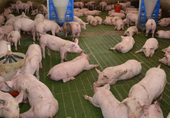 Consumo carne de cerdo en Colombia: Cada colombiano consume, en promedio, 11,3 kilos de carne de cerdo al año Consumo carne de cerdo en Colombia: Cada colombiano consume, en promedio, 11,3 kilos de carne de cerdo al año