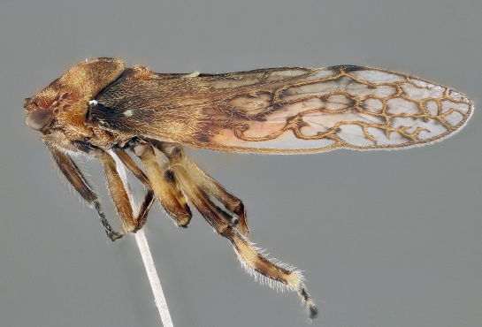 Adulto Problematode robertoi Adulto Problematode robertoi