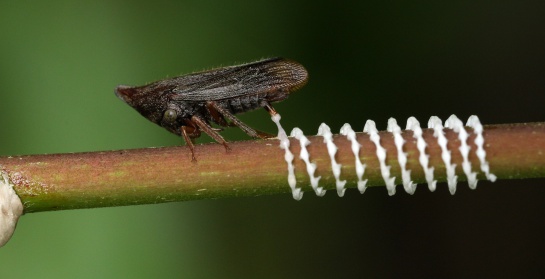 Calloconophestellae secretando cera Calloconophestellae secretando cera