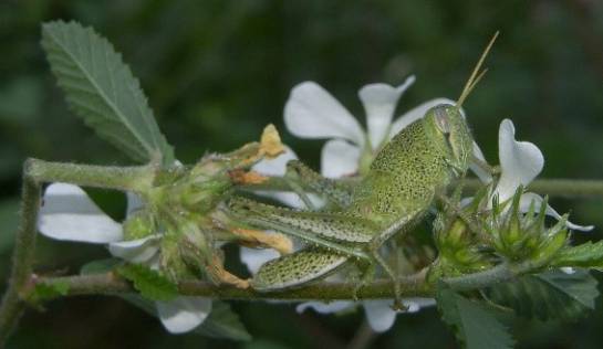 Schistocerca sp. (Acrididae). Schistocerca sp. (Acrididae).