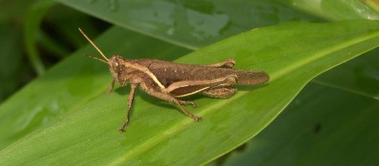 Abracris flavolineata (Acrididae). Abracris flavolineata (Acrididae).