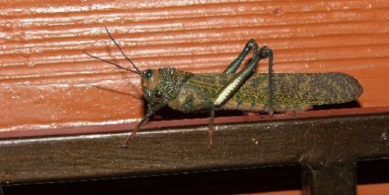 Tropidacris dux. (Romaleidae). Tropidacris dux. (Romaleidae).