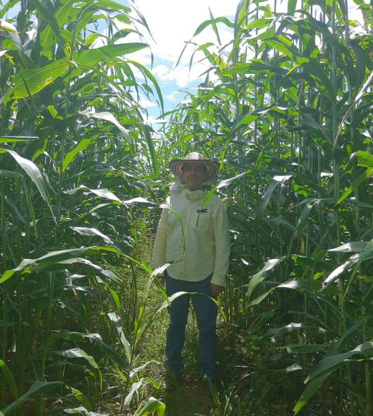 Producción de sorgo para forraje Producción de sorgo para forraje