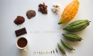 Del Cacao sacamos productos que nos brindan salud, bienestar y felicidad. Del Cacao sacamos productos que nos brindan salud, bienestar y felicidad.