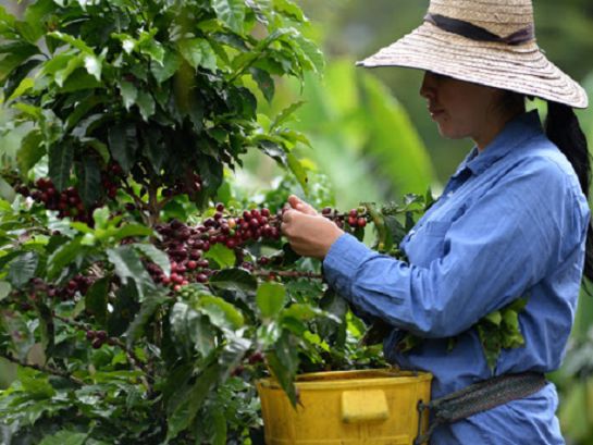 Recolección de café en el Tolima Recolección de café en el Tolima
