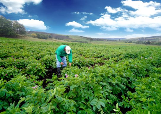 Cultivos de papa en Colombia. Producción de alta calidad Cultivos de papa en Colombia. Producción de alta calidad