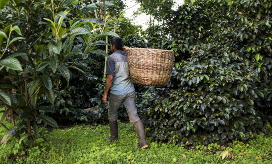 Cundinamarca, créditos Covid, ayudas: Créditos para la reactivación del agro impulsan en Cundinamarca Cundinamarca, créditos Covid, ayudas: Créditos para la reactivación del agro impulsan en Cundinamarca