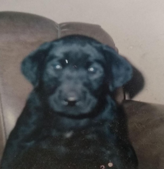Tomás cuando era cachorro. Tomás cuando era cachorro.