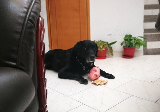 Tomás con algunos de sus juguetes. Tomás con algunos de sus juguetes.