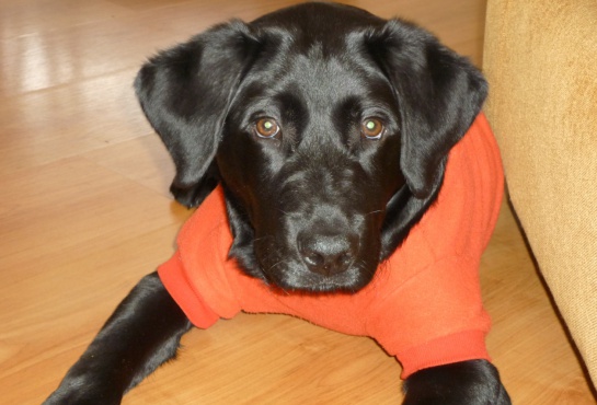 Labrador negro: Otello, un compañero de grandes aventuras Labrador negro: Otello, un compañero de grandes aventuras