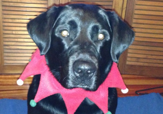 Labrador negro: Otello, un compañero de grandes aventuras Labrador negro: Otello, un compañero de grandes aventuras