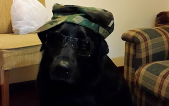 Labrador negro: Otello, un compañero de grandes aventuras Labrador negro: Otello, un compañero de grandes aventuras