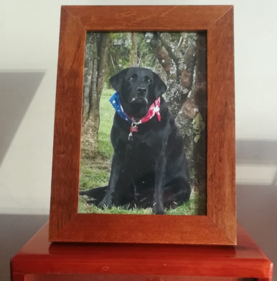 Labrador negro: Otello, un compañero de grandes aventuras Labrador negro: Otello, un compañero de grandes aventuras