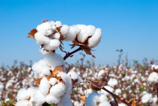 Semillas maiz, arroz, algodón.: Llega la hora de sembrar y hay amplia oferta de semillas Semillas maiz, arroz, algodón.: Llega la hora de sembrar y hay amplia oferta de semillas