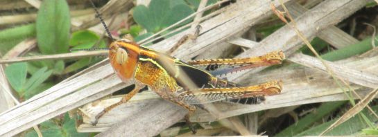 Plaga langostas Vichada, Meta, Colombia: No usar químicos contra las langostas, pide el ICA Plaga langostas Vichada, Meta, Colombia: No usar químicos contra las langostas, pide el ICA