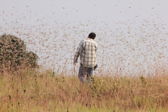 Plaga langostas Vichada, Meta, Colombia: No usar químicos contra las langostas, pide el ICA Plaga langostas Vichada, Meta, Colombia: No usar químicos contra las langostas, pide el ICA
