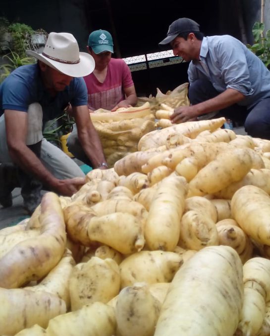 Arracacha, Cajamarca, Tolima: La arracacha, ‘el oro’ de Cajamarca Arracacha, Cajamarca, Tolima: La arracacha, ‘el oro’ de Cajamarca