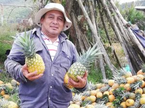 Humberto Ordónez López, cultivador de piñas Humberto Ordónez López, cultivador de piñas