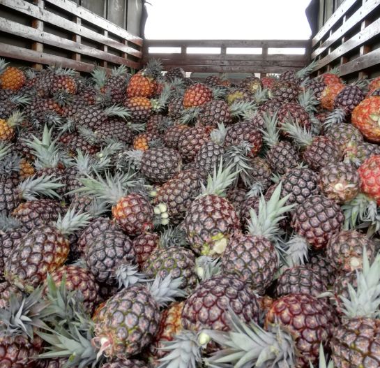 Piñas, fruta ananas, cosecha: ¿Cómo se cultiva la piña, alimento rico en vitaminas? Piñas, fruta ananas, cosecha: ¿Cómo se cultiva la piña, alimento rico en vitaminas?