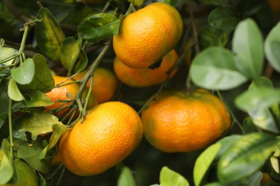 Mandarinas, cosecha oferta ciclos cortos de comercialización: Poder vender, la clave para reactivar el sector agrícola Mandarinas, cosecha oferta ciclos cortos de comercialización: Poder vender, la clave para reactivar el sector agrícola