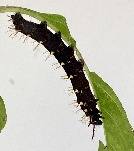 Mariposas, beneficios, perjuicios, metamorfosis: Mitos y verdades sobre mariposas: las hay benéficas y las hay letales Mariposas, beneficios, perjuicios, metamorfosis: Mitos y verdades sobre mariposas: las hay benéficas y las hay letales