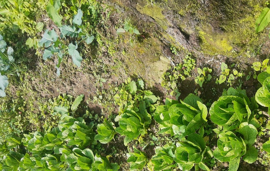 Cultivos en casa, en el jardín: Cultivos en la ciudad, para ayudar en la seguridad alimentaria Cultivos en casa, en el jardín: Cultivos en la ciudad, para ayudar en la seguridad alimentaria