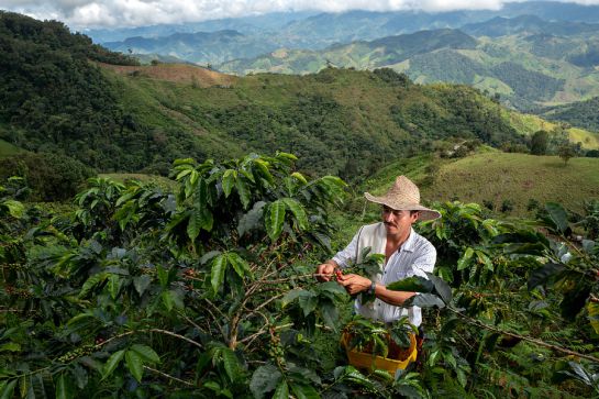 Apoyo a cafeteros Colombia: En Risaralda impulsan a caficultores con discapacidades Apoyo a cafeteros Colombia: En Risaralda impulsan a caficultores con discapacidades
