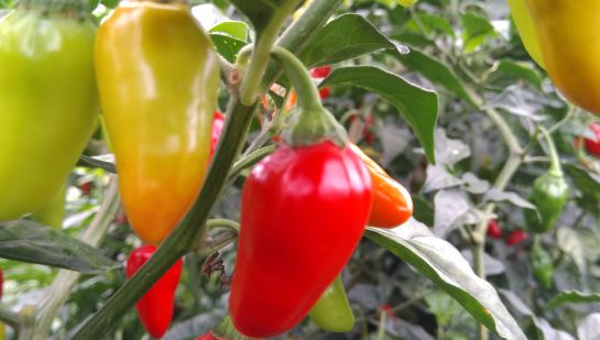 Aji, chile, picante, enfermedades: El ají no solo pica, también es de mucho alimento Aji, chile, picante, enfermedades: El ají no solo pica, también es de mucho alimento