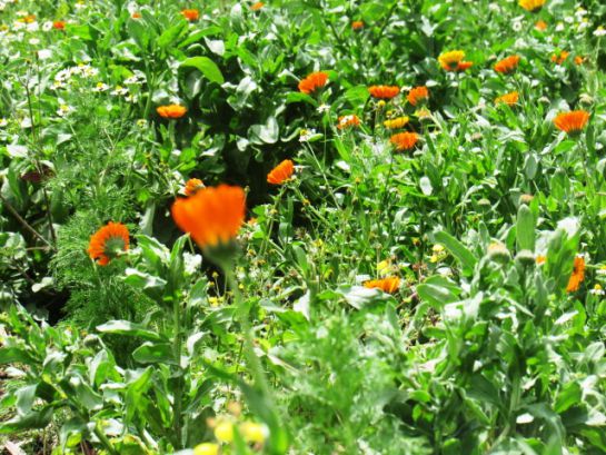 Cultivo de caléndula Cultivo de caléndula