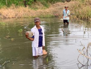 Auyama Alerta productores Bolívar, calabaza, zapallo: Productores de ahuyama de Pinillos están perdiendo la cosecha y lanzan SOS Auyama Alerta productores Bolívar, calabaza, zapallo: Productores de ahuyama de Pinillos están perdiendo la cosecha y lanzan SOS